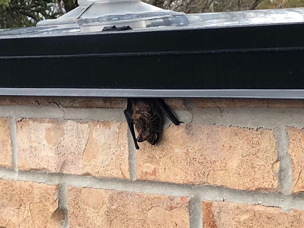 Chimney repair Ottawa - project 15
