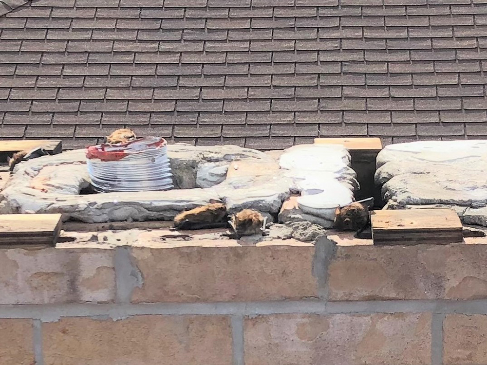 Chimney repair Ottawa - project 18